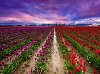 Jammu & Kashmir