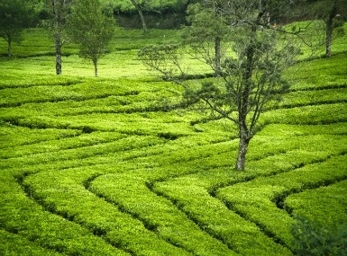 South India