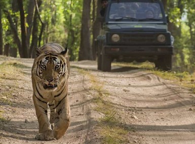 Mysore - Bandipur Package